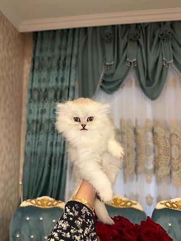 Pişiklər: Yaxşı əllərə — 37