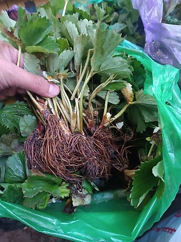 меренос козу: Продаю рассаду клубники Виктория долгогайшый урожайный вкусный сорт — 5