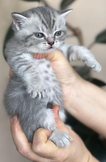 Pişiklər: Şotland — 3