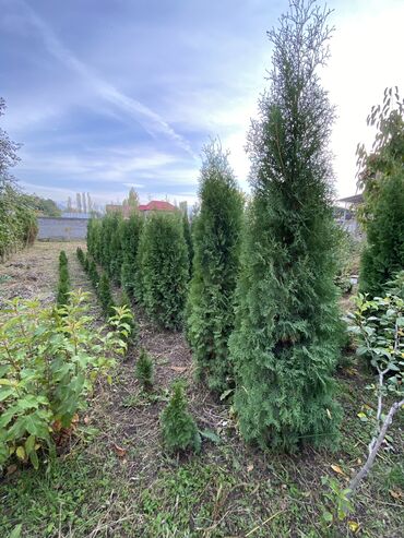 Декоративные деревья: Саженцы деревьев: Туи, Платная доставка — 11