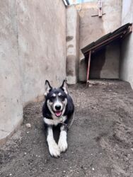 отдам в добрые руки: Хаски, 6 месяцев, Самец, С прививками, Самовывоз