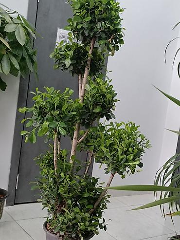 Другие комнатные растения: ПРОДАЮ КОМНАТНЫЕ РАСТЕНИЯ! 🌱 Бамбук — 3000 сом 🌳 Бонсай — 4100 сом 🌳 — 22