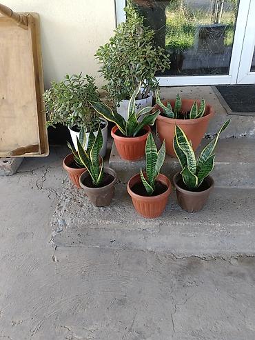 тещя: Сансевиерия (Sansevieria trifasciata, «щучий хвост», «тещин язык») в — 1