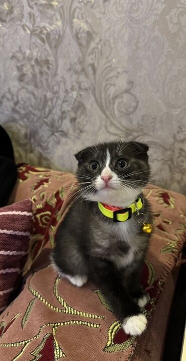 купить вислоухого котенка: Шотландский вислоухий котёнок (скоттиш-фолд) Мальчик Прививка от