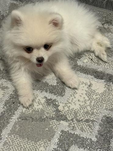 pomeranian it: Şpitz, 6 ay, Dişi, Peyvəndli — 2