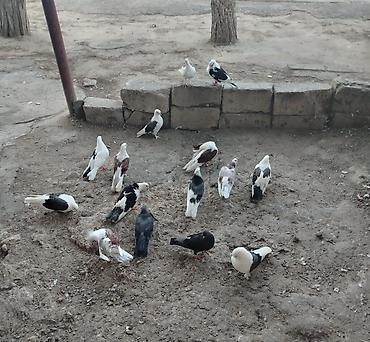 goyercin satişi baki: Quşlar satılır cemi 16denedir minum qiymət 200 azn dir ciddi musteri — 4