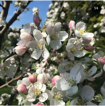 обрезка сада: 🌳 Обрезка плодовых деревьев
🌳Обрезка сада 
🌳 Обработка сада