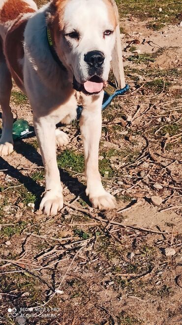 İtlər: Alabay, 1 il, Erkek, Peyvəndli, Ünvandan götürmə — 7