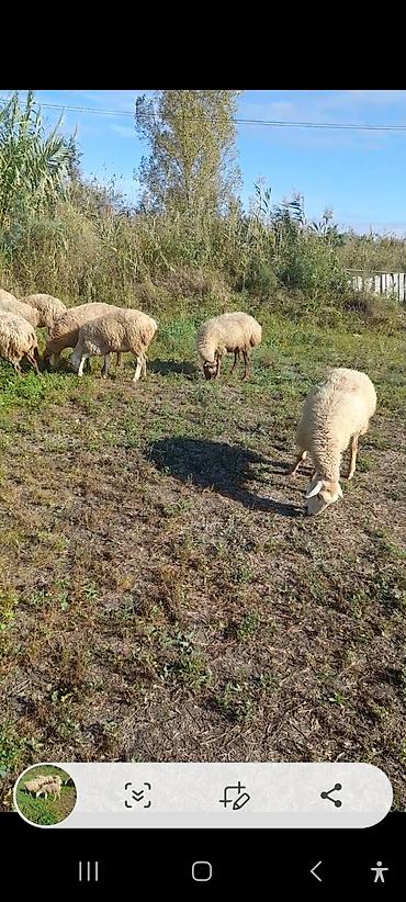 lal ordəklərin satisi: 20 baş Qarabağ sort qoyunları.birinci qarına.hamısı boğazdır.1 aya — 6