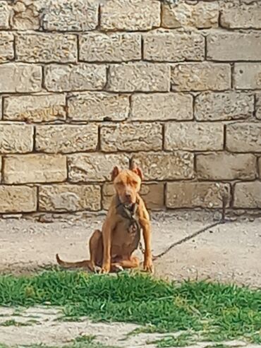 lalafo itlerin satisi: Pitbul, 2 il, Dişi, Ünvandan götürmə