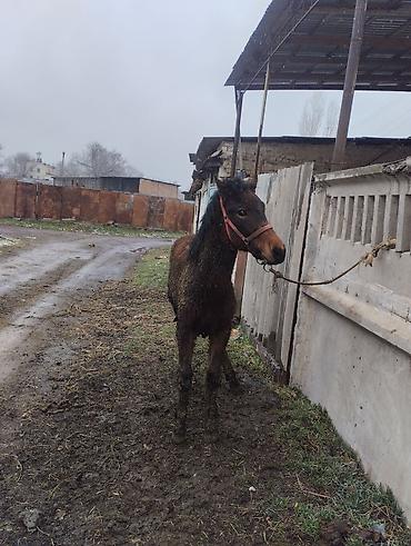Лошади, кони: Продаю | Жеребец | Полукровка | Рабочий | Племенные — 2
