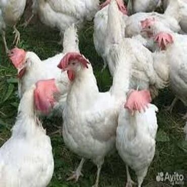 Куры, петухи: Продаю | Куры, Петух | Домашняя, Леггорн | На забой, Для разведения, Несушки