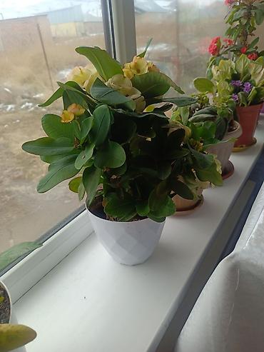 Другие комнатные растения: Срочна ❗ Комнатный гулдордун турлору коп. Баарын жакшы баада берем — 9