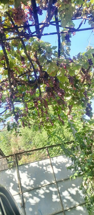 дом аренда: Ищу комнату в городе Ош на пару месяцец