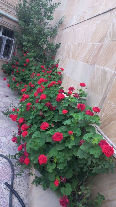 Həyət evləri və villaların satışı: Qaraçuxur qəs. 8 otaq, 220 kv. m, Kredit var, Orta təmir — 7