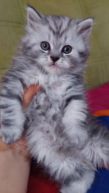 сиямский кот: Продаю котенка, порода хайленд страйт, чистокровный мальчик 1.5