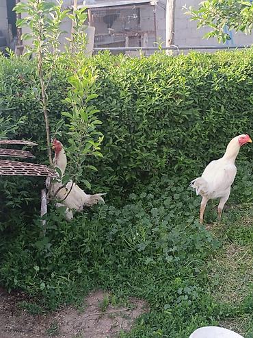 Куры, петухи: Продаю | Петух | Бойцовая | Для боев — 5