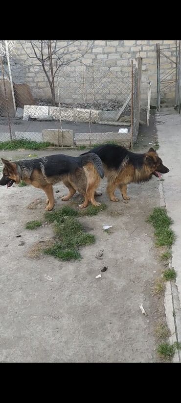 İtlər: Alman çoban iti, 1 il, Erkek, Sənədli, Ödənişli çatdırılma