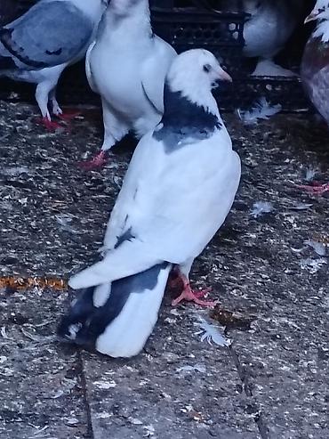 cins toyuqlarin satisi: Salam. Tam saglam heyvanlardı. Hamsi ucan quslardi. Cutderde var — 5