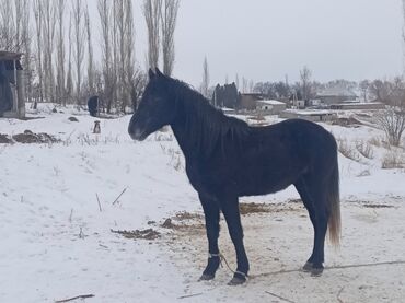 уй жаныбары: Ат сатылат