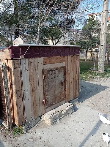 qus iran: Quşxana satılır içinin xanələri səliqəlidir 90 dənə xanəsi var — 1