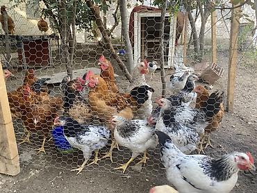gəncə toyuq satan: Böyüklər 2kq 15 manat Balacalar 10 manat Təmiz Kənd Xoruzlarıdı — 5