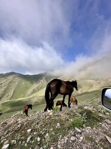 Трансфер, пассажирские перевозки: По региону Такси, легковое авто | 6 мест — 17