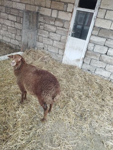 Qoyunlar, qoçlar: Hər ikisi cins quzlaridir iksdə dişdir 5-6 aylıq quzlardir qiyməti — 18