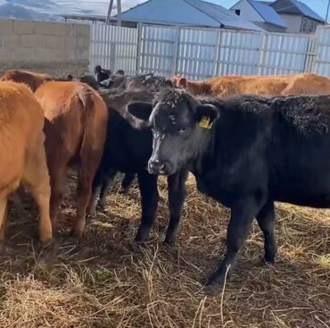 дойных коров: Сатам | Уй (ургаачы), Бука (эркек), Кунаажын