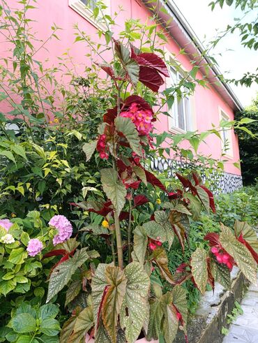 Həyət evləri və villaların satışı: 3 otaqlı, 120 kv. m, Kredit yoxdur, Yeni təmirli -da lalafo.az — 3 Həyət evləri və villaların satışı: 3 otaqlı, 120 kv. m, Kredit yoxdur, Yeni təmirli — 3