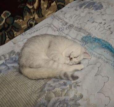 Pişiklər: Britan, Dişi, Yaxşı əllərə, Ödənişli çatdırılma — 4