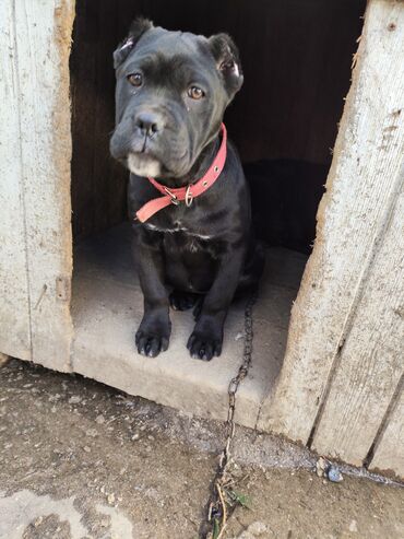 İtlər: Kane-Korso, 3 ay, Sənədli, Ödənişli çatdırılma, Ünvandan götürmə, Rayonlara çatdırılma — 2