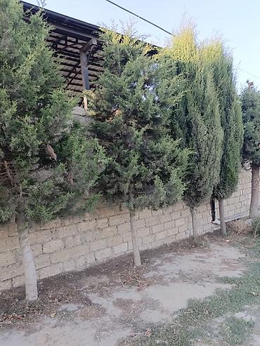 puste agaci: Salam cavan yolka agajdaridi bir 50 manatdan kim istese elaqe saxlaya — 3