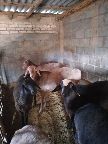 продажа баранов в бишкеке: Продаю | Овца (самка) | Арашан | Матка, Ярка