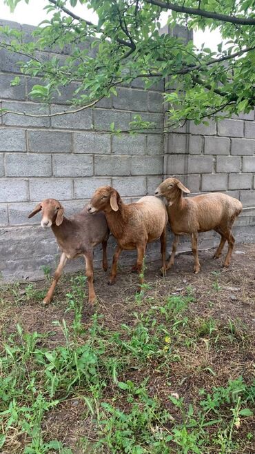 ангорская коза: Сатам | Козу | Арашан | Көбөйтүү үчүн | Ургаачы, Токту