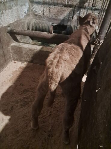 Dana, buzov: Dana, buzov, Erkək, Simental, ay: 5, Damazlıq — 3