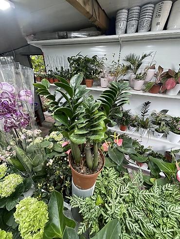 зензи: Замиокулькас (Zamioculcas zamiifolia), гибрид ‘Zenzi’/компактная — 2