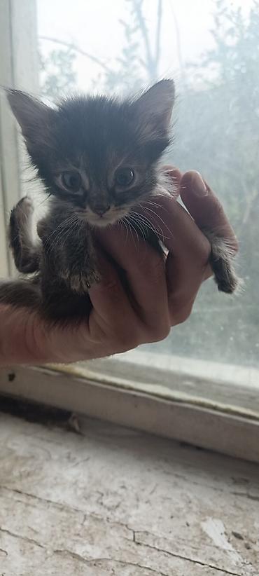 ленинская: 🐾 Ищут любящие семьи очаровательные котики! 🐾Малышам всего 1 месяц — 3