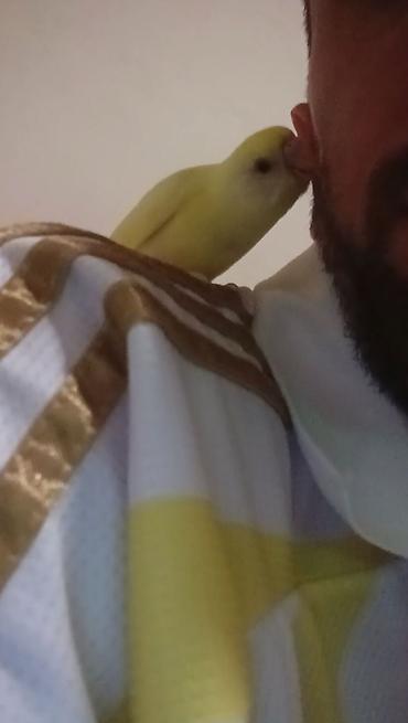 at satilir: Bala Məhəbbət Quşu Satılır. 2 aylıq və tam sağlam erkək quşdur. Ələ — 3
