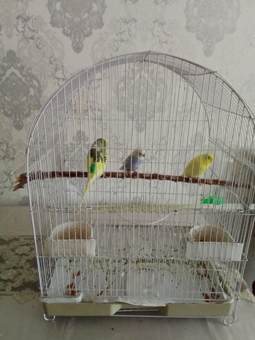 Грызуны: 3 qus ve qefes birlikde satilir Gence seherinde, Oval formalı, metal