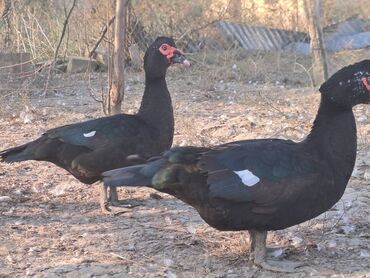 Digər quşlar: Salam.Lal ördəklər satılır bütün cinslərdən var .Fərələrin çoxu — 11