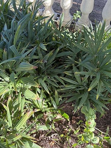 dibçək gülləri satışı: Palma (waşinqton) tingleri satilir.500 yaxin ting var — 2