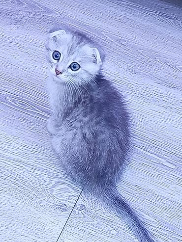 şınşıla: Ata şınşıla ana Britsh shorthairdi 2 aylıq balalar, südden — 3