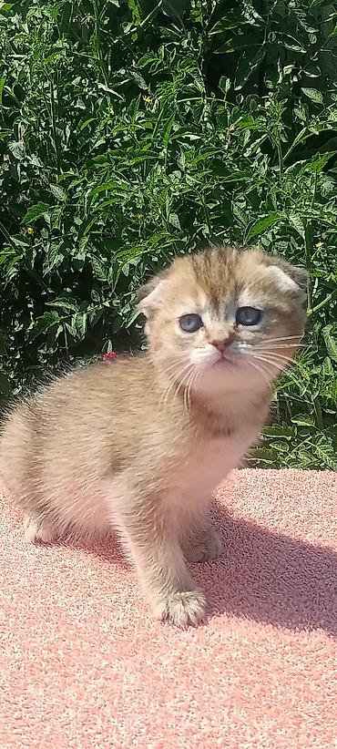 савана кошка: Скотиш Фолд (Шотландская вислоухая), 1 месяц, Девочка, Золотая шиншилла, Приучена к лотку, Проглистована — 9