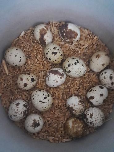 Qida məhsulları: Bildirçin yumurtası
təzə oz heyetimde saxlayiram 0.15qepik
buzovna — 1