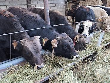 Продам с/х животных: Продаю | Бык (самец) | Полукровка, Ангус, Алатауская | На откорм, Для разведения | Искусственник — 8