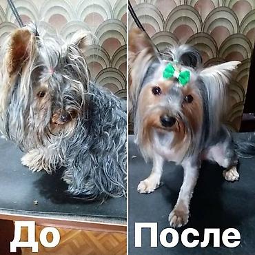 пекинес: Профессиональная стрижка собак и кошек в Бишкеке. Грумминг в Бишкеке — 10