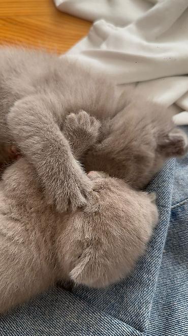 Pişiklər: Şotland — 6