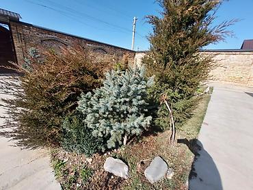 Декоративные деревья: Саженцы деревьев: Ели — 16