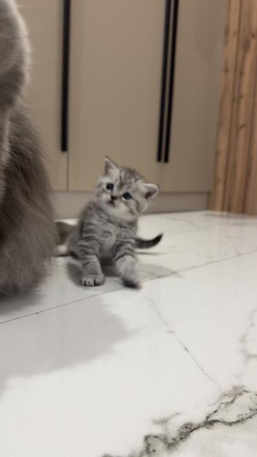 Продажа кошек: Три кошки и один кот Породистые котята серебристого окраса — 22